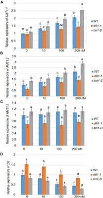 BZR1 Regulates Brassinosteroid-Mediated Activation of AMT1;2 in Rice